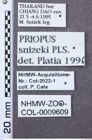 Etikett zu Melanotus mouhoti (Fleutiaux, 1933)